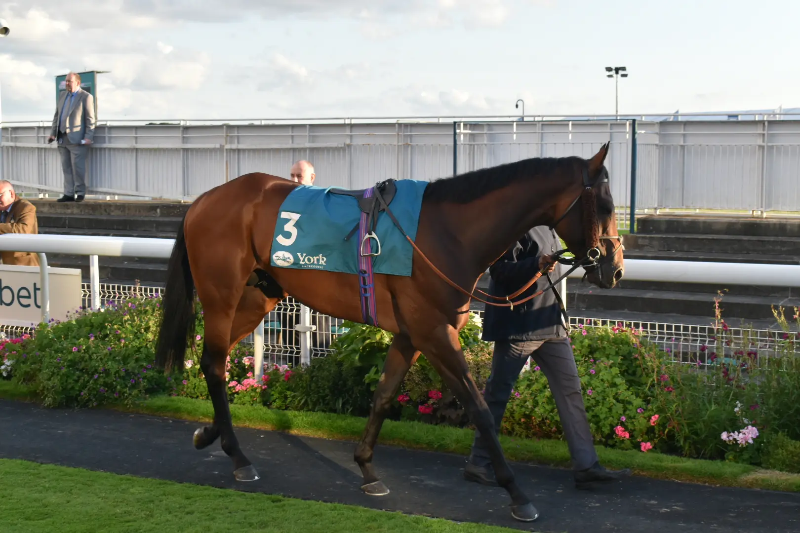 The Coffee Pod Race Horse