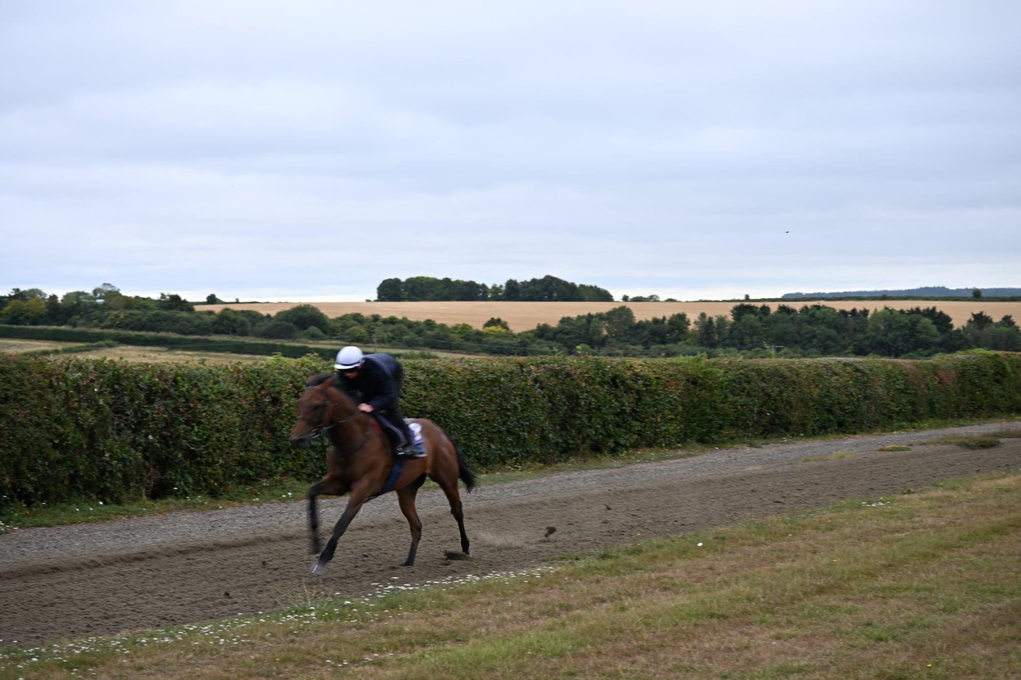 The Coffee Pod horse