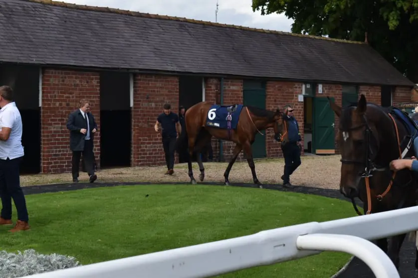 Pre Parade Ring