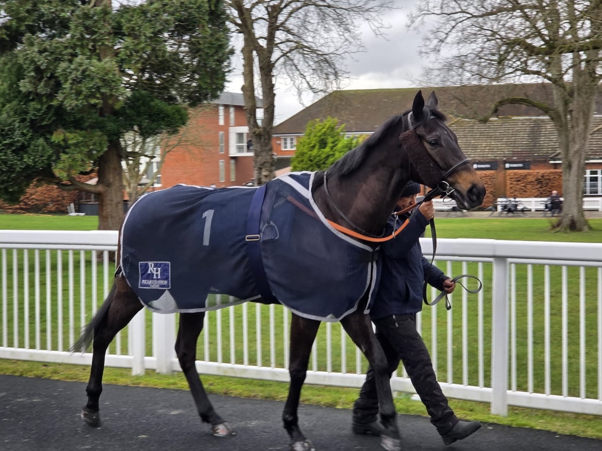 The Coffee Pod Dot Co racehorse